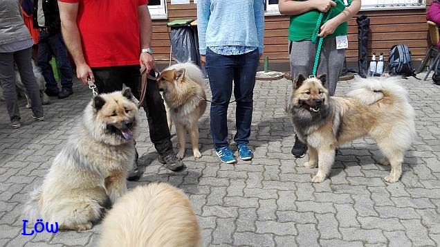 12.6.2016 - Gipfeltreffen derer vom Tamalina D-Wurf.